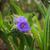 Tradescantia hirsuticaulis