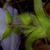 Tradescantia hirsuticaulis