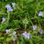 Tradescantia hirsuticaulis