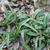Tradescantia hirsuticaulis