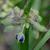 Tradescantia hirsuticaulis