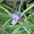 Tradescantia ohiensis