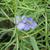 Tradescantia ohiensis