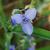 Tradescantia ohiensis
