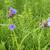 Tradescantia ohiensis