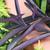 Tradescantia pallida 'Purple Heart'