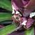 Tradescantia spathacea