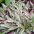 'vittata' leaves