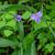 Tradescantia subaspera