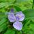 Tradescantia subaspera