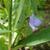 Tradescantia subaspera