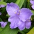 Lavender blue, 3-petaled flowers with yellow anthers.
