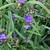 Lavender blue, 3-petaled flowers with yellow anthers.