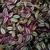 Tradescantia zebrina houseplant