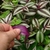 Hand lifting a leaf to show purple underside.