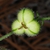 Capsule with hairs (Bladen County, NC)-Early Summer