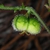 Side view of capsule (Bladen County, NC)-Early Summer