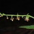 Small flowers (Bladen County, NC)-Early Summer