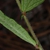 Hairy leaves and stem (Bladen County, NC)-Early Summer