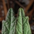 Front and back of leaves (Bladen County, NC)-Early Summer