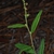 Plant in bloom (Bladen County, NC)-Early Summer
