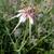 Tragopogon porrifolius