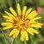 Tragopogon pratensis