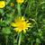 Tragopogon pratensis