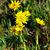 Tragopogon pratensis