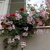 Trailing plant with clusters of pink zygomorphic flowers.