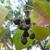 Triadica sebifera