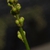 Triantha racemosa