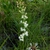 Triantha racemosa