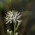 Triantha racemosa
