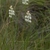 Triantha racemosa