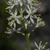 Triantha racemosa