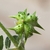 Immature fruit