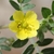 Flower detail