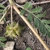 Hairy stem, leaves and fruit