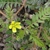 Compound leaves