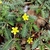 Leaves and flowers