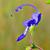 Trichostema dichotomum