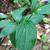Clasping leaves
