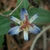 Tricyrtis lasiocarpa