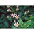 Tricyrtis lasiocarpa