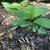 Tricyrtis lasiocarpa