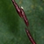 Purplish spikelets (Monroe County, NY)-Early Fall