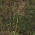 Panicles of spikelets (Monroe County, NY)-Early Fall