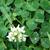 Trifolium repens