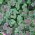 Trifolium repens